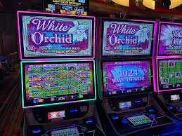 Tampilan studio kasino langsung SA Gaming di aplikasi ceban bet dengan dealer dan kartu permainan